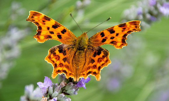 Comma