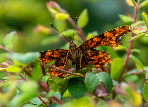 Comma