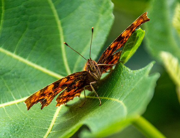 Comma