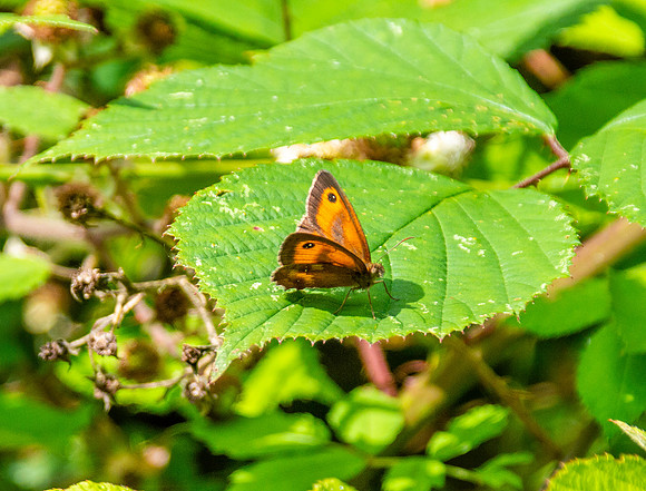 Gatekeeper butterfly