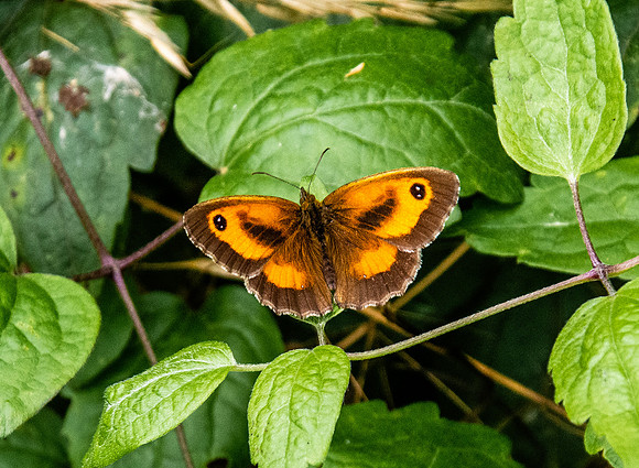 Gatekeeper butterfly