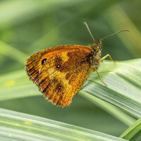 Gatekeeper butterfly