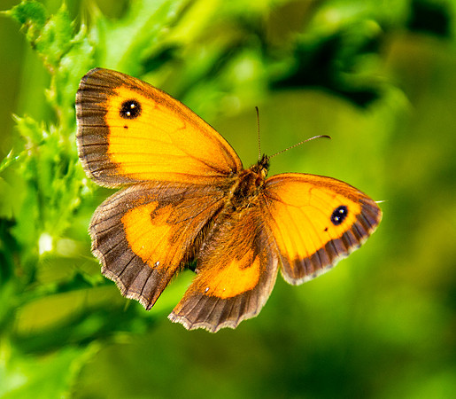 Gatekeeper butterfly
