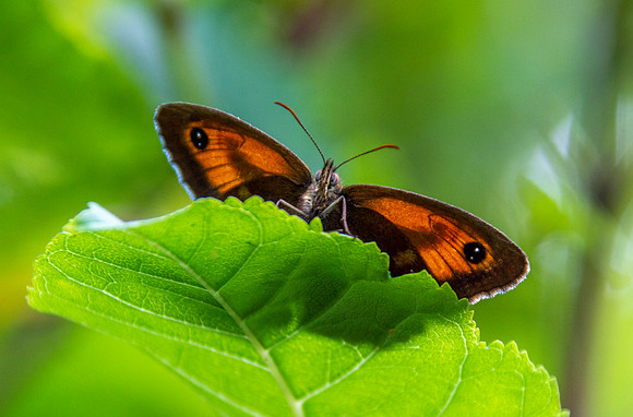 Gatekeeper butterfly