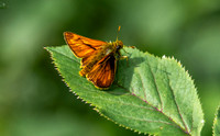 Large skipper