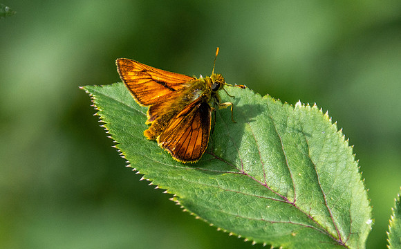 Large skipper