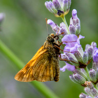 Large skipper