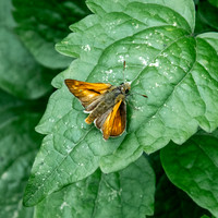 Large skipper