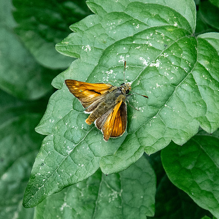 Large skipper
