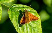 Large skipper