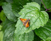Large skipper
