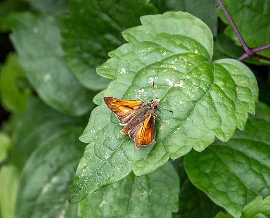 Large skipper