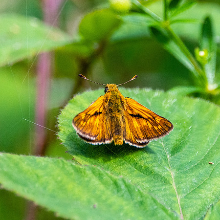 Large skipper