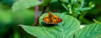 Large skipper