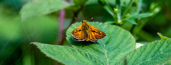 Large skipper