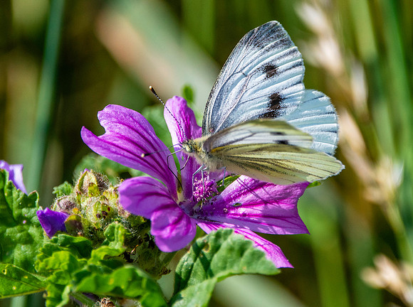 Large white butterfly