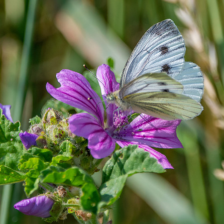 Large white butterfly