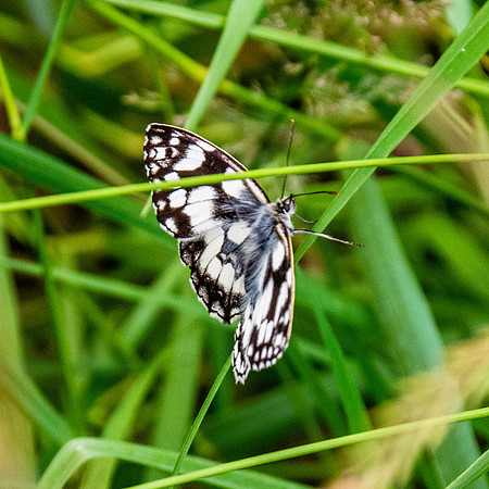 Marbled white