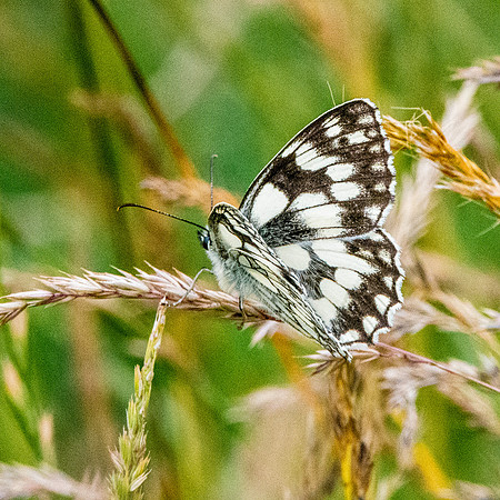 Marbled white