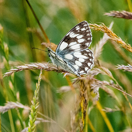 Marbled white