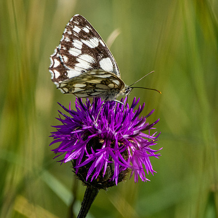 Marbled white