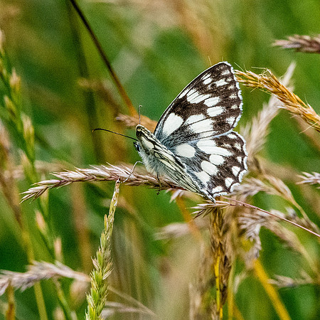 Marbled white