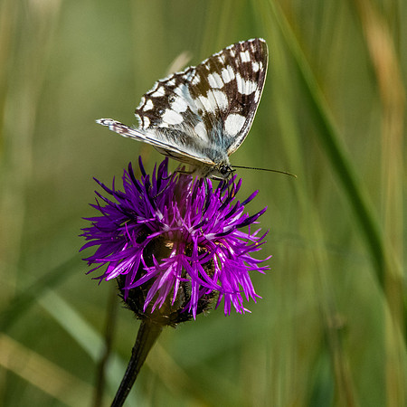 Marbled white