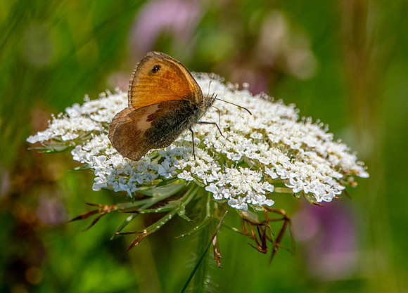 Meadow brown
