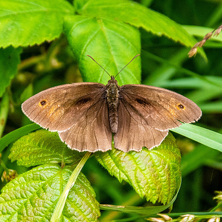 Meadow brown