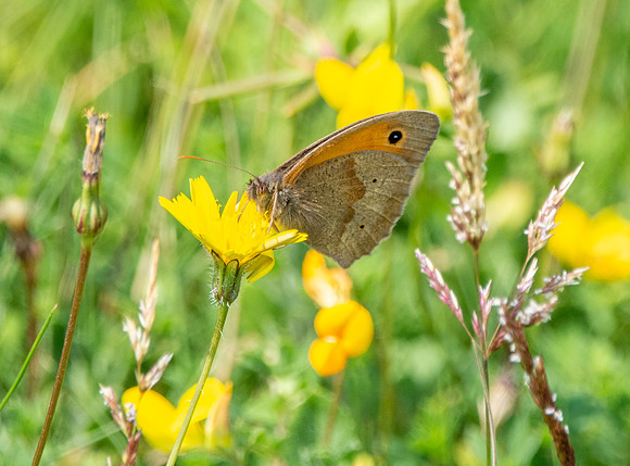Meadow brown