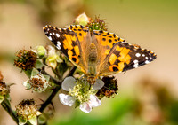 Painted lady