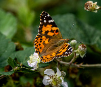Painted lady