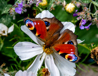 Peacock butterfly