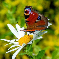 Peacock butterfly
