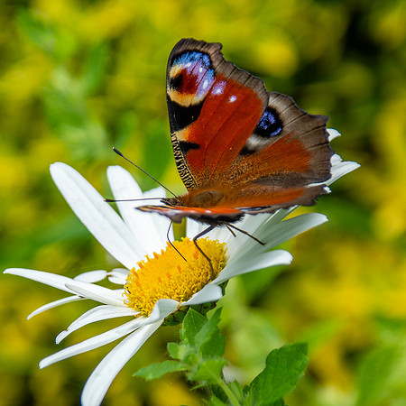 Peacock butterfly