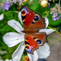 Peacock butterfly