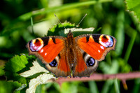 Peacock butterfly