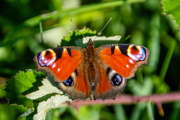 Peacock butterfly