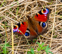 Peacock butterfly