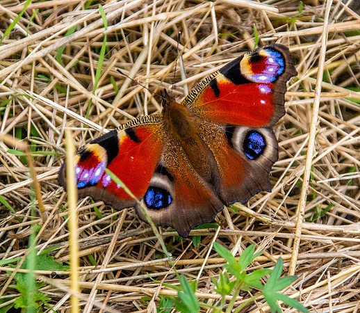 Peacock butterfly