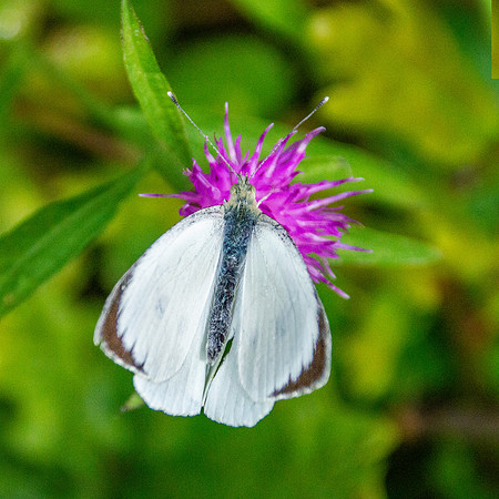Large white butterfly