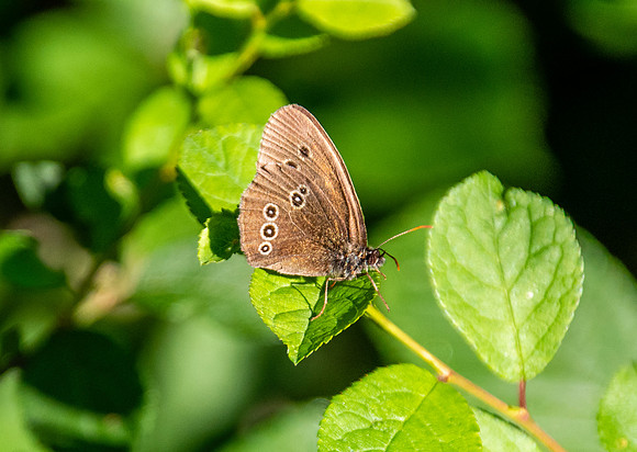 Ringlet