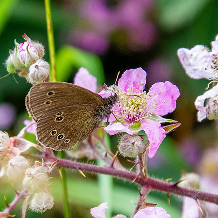 Ringlet
