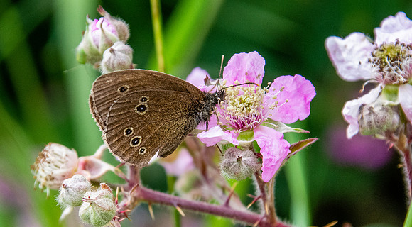 Ringlet