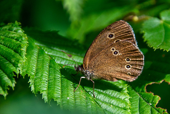Ringlet
