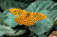 Silver washed fritillary