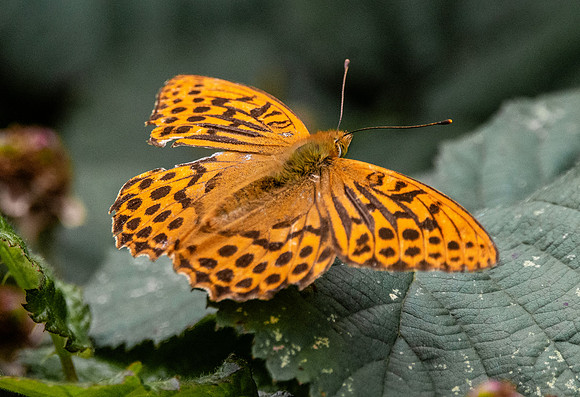 Silver washed fritillary