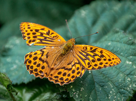 Silver washed fritillary