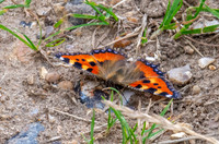 Small tortoiseshell