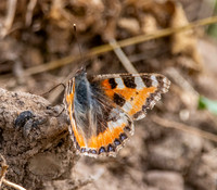 Small tortoiseshell